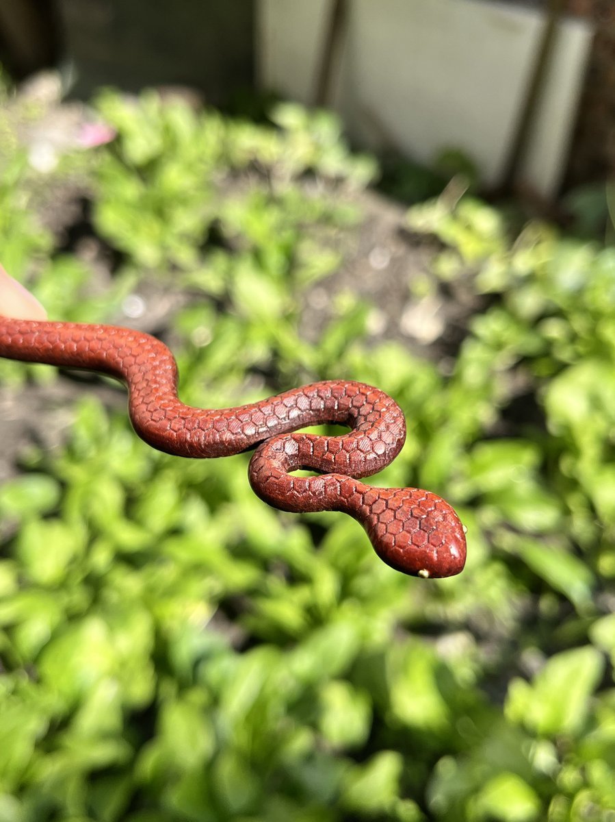 Natural Wooden Snake Hair Stick Set - 20cm Curved Design (小蛇)