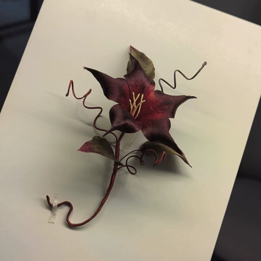 Close-up of deep wine-red to black Ronghua silk datura with curling tendrils and green-gold leaves