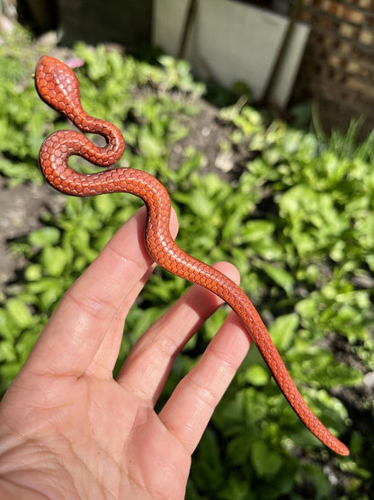 Natural Wooden Snake Hair Stick Set - 20cm Curved Design (小蛇)