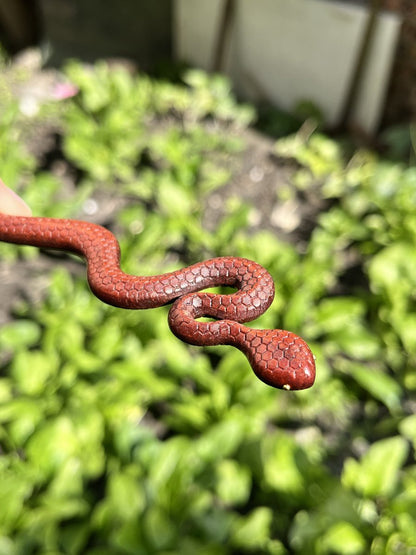Natural Wooden Snake Hair Stick Set - 20cm Curved Design (小蛇)