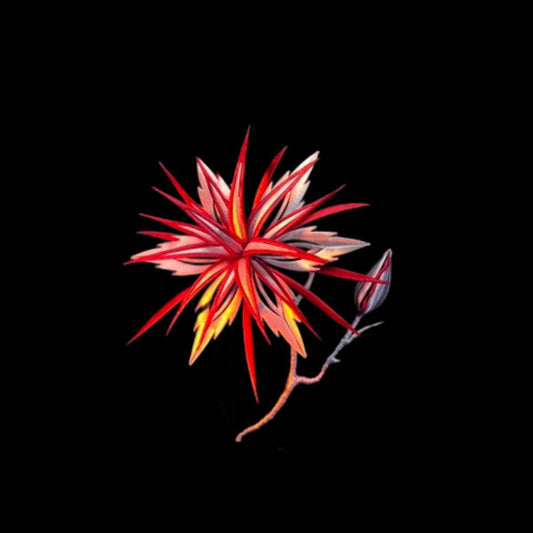 Reprint.Cartoon.斗罗大陆.相思断肠红 Ornaments(Chanhua)