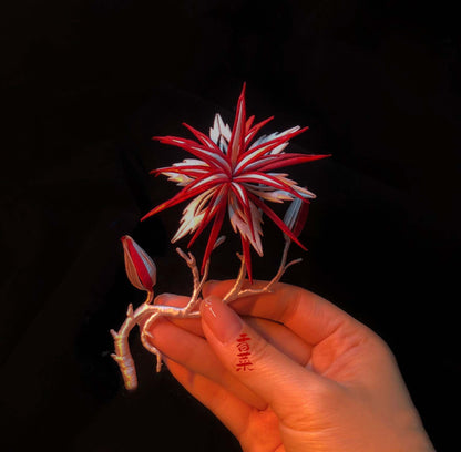 Reprint.Cartoon.斗罗大陆.相思断肠红 Ornaments(Chanhua)