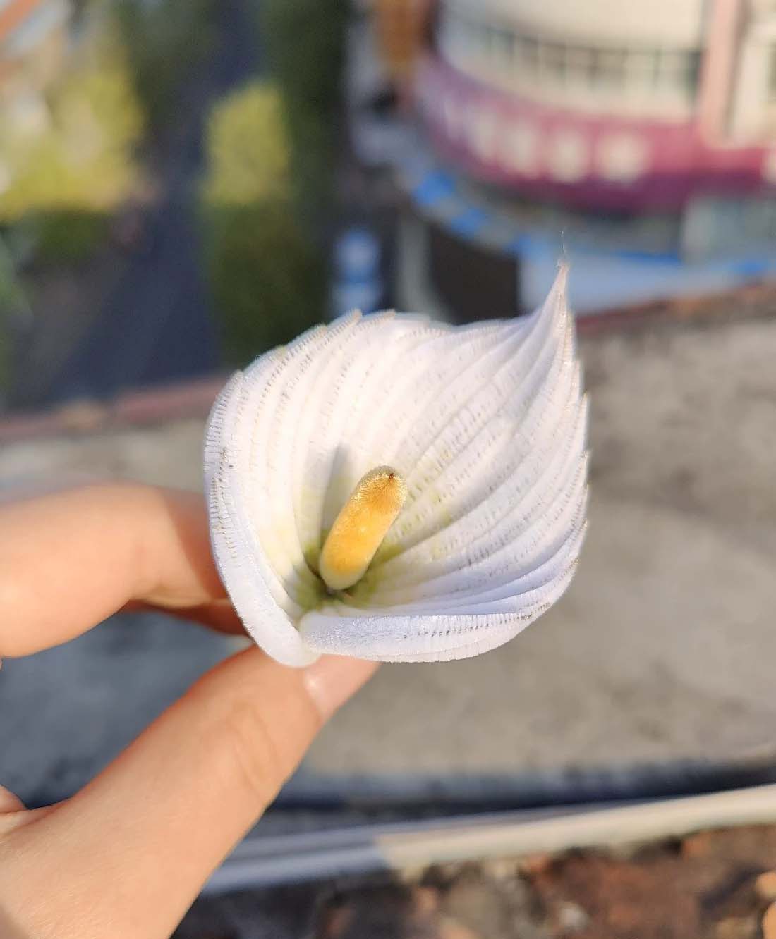 Calla Bespoke Brooch-Silk Brooch(Ronghua)