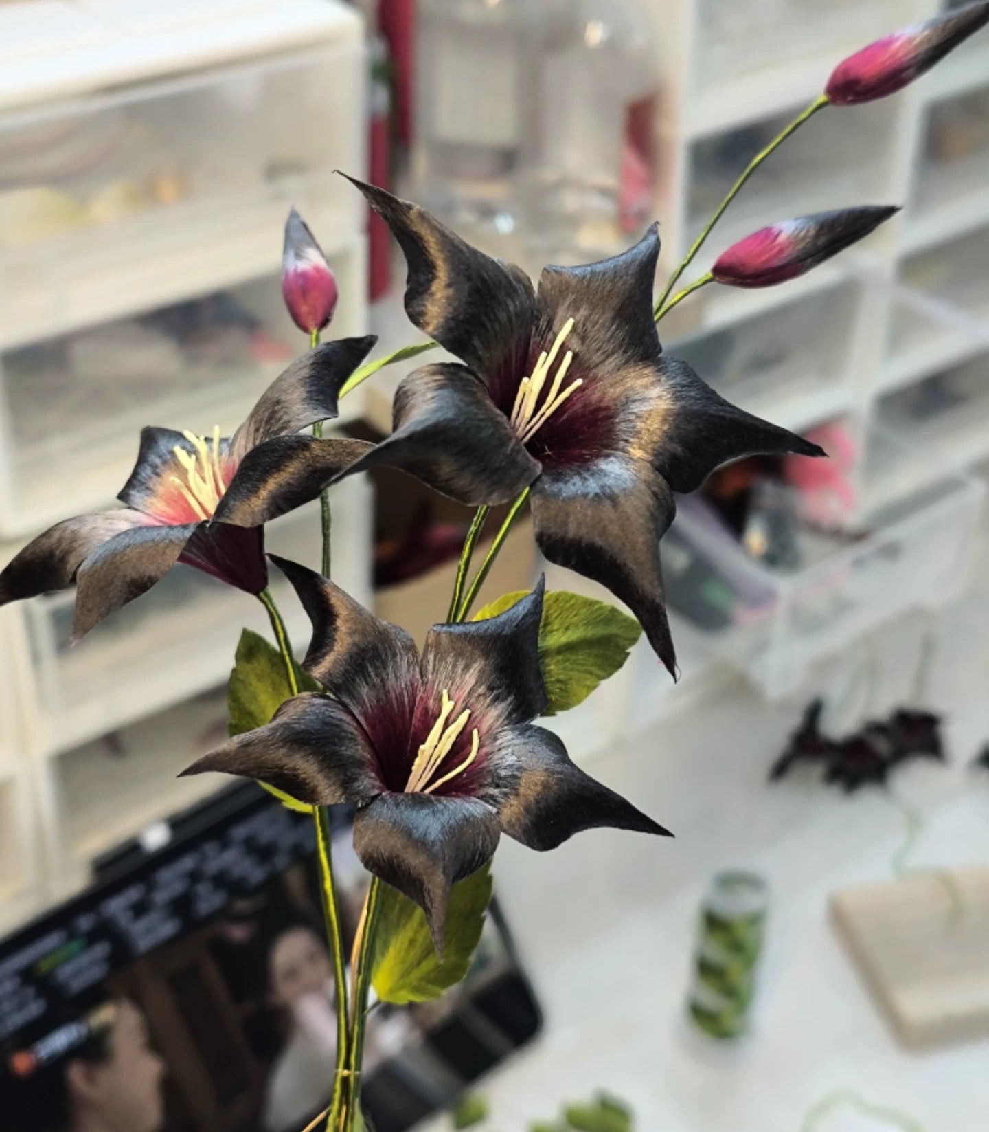 Close-up of deep black-to-crimson Ronghua silk datura blooms with buds and curling tendrils