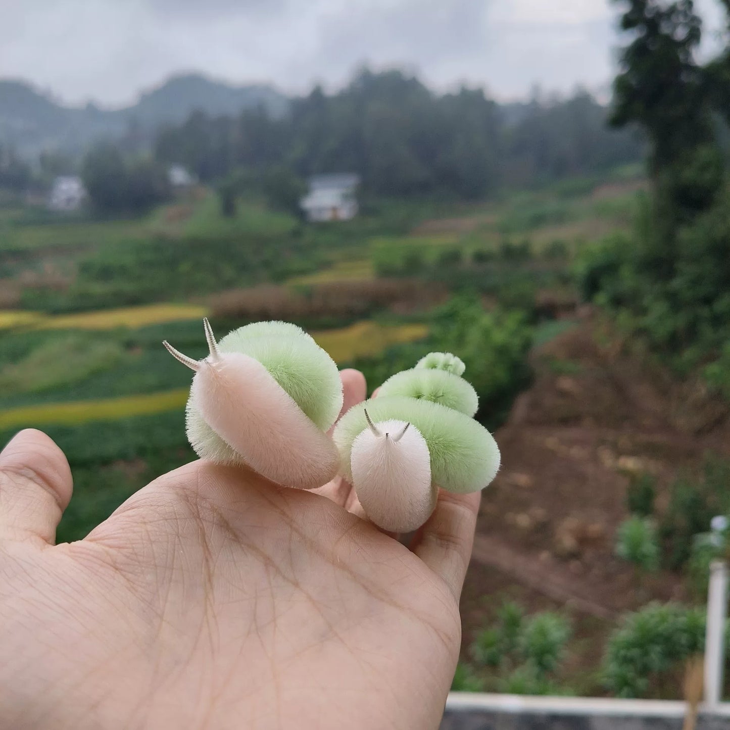 Handmade Ronghua Large Snail Ornament - Natural Mulberry Silk Velvet Display